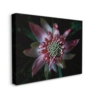 תעשיות סטופל מקרבות פרחים פיסטיל פרטים על פינק שחור טבעי תצלום בד קיר קיר עיצוב של אליז קטרל, 30 40